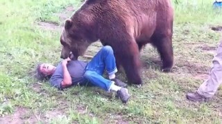 Медведь гризли борется с человеком