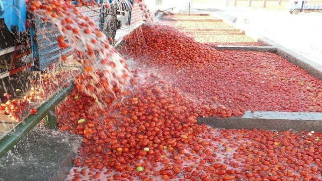 Как производят Томатный кетчуп! Сбор и обработка томатов с использованием современных технологий