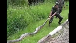 Топ-10 Самые большие змеи в мире