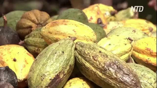 Жительница Кот-д’Ивуара открыла шоколадную фабрику