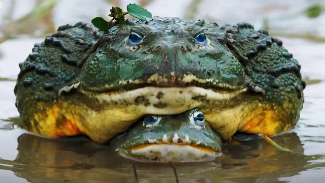 The Mating Game: Trailer | New Attenborough Series | BBC Earth