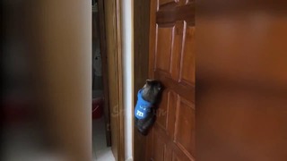 Кот кричит открой дверь )