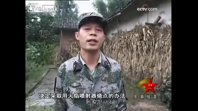 Как в Китае борются с осами