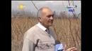 Роза – царица цветов, символ красоты и здоровья