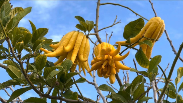 Вьетнамский цитрон Рука Будды: экзотический фрукт Юго-Восточой Азии