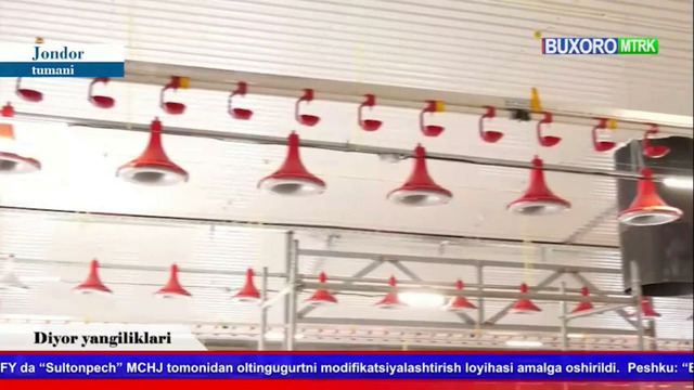 Buxorodagi parrandachilik fabrikasida broylerlar uchun SAGRADA uskunalari o‘rnatildi