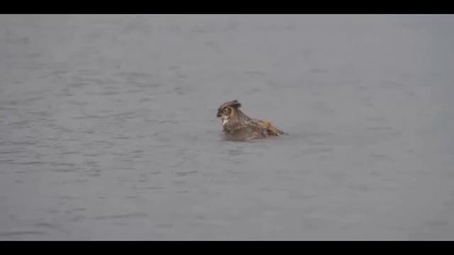 Оказывается совы умеют плавать