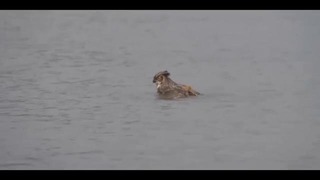 Оказывается совы умеют плавать