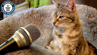 Loudest Purring Cat – Guinness World Records