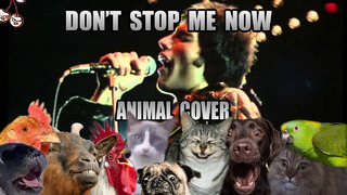 Queen – Don’t Stop Me Now (Animal Cover)