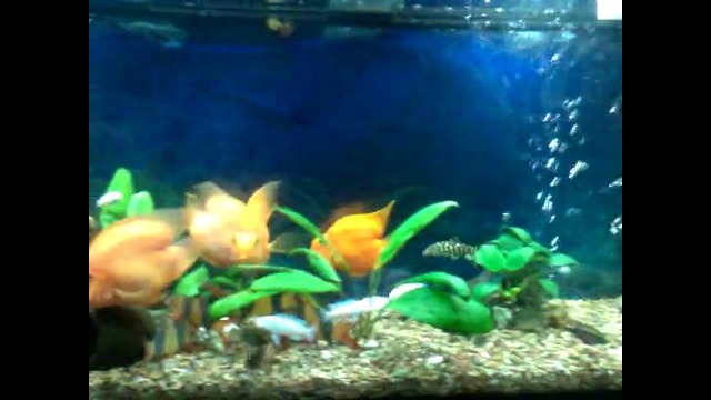 Мой аквариум 2