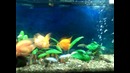 Мой аквариум 2
