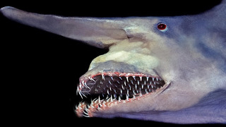 Самая Опасная Акула, у Которой 3000 Зубов