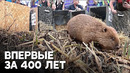 В Лондон вернулись бобры