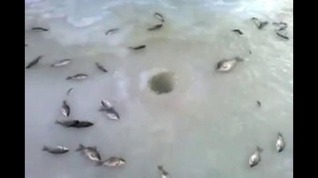 Рыбный гейзер