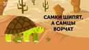 50 Фактов о Животных, Которые Растопят Любое Сердце
