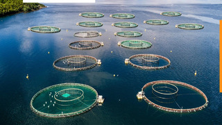 Будущее аквакультуры. Новые технологии выращивания рыбы