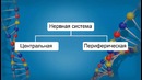 Биология – Значение, строение и функционирование нервной системы
