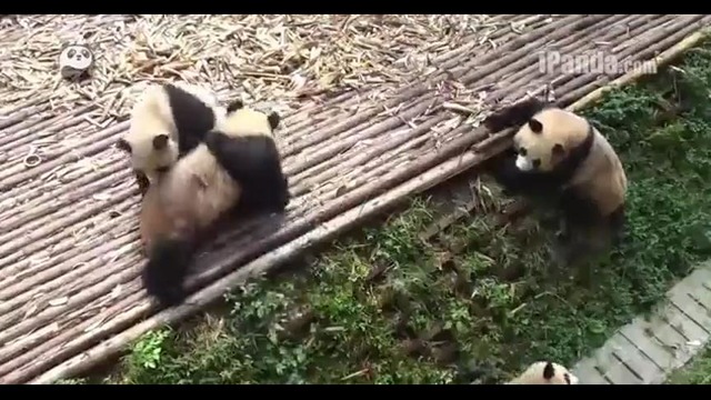 Массовая драка панд