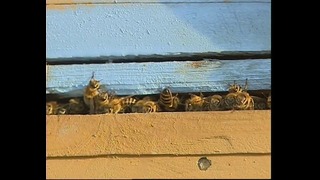 Новостной сюжет телеканала Узбекистан о пчеловодстве в Паркентском районе