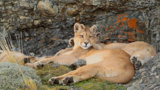 The Lives of Pumas, Eagles, Whales and More | Relax With Nature | The Wild Place | BBC Earth