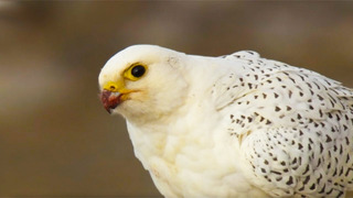 The Largest Falcon in the World | White Falcon, White Wolf (Part 1) | BBC Earth