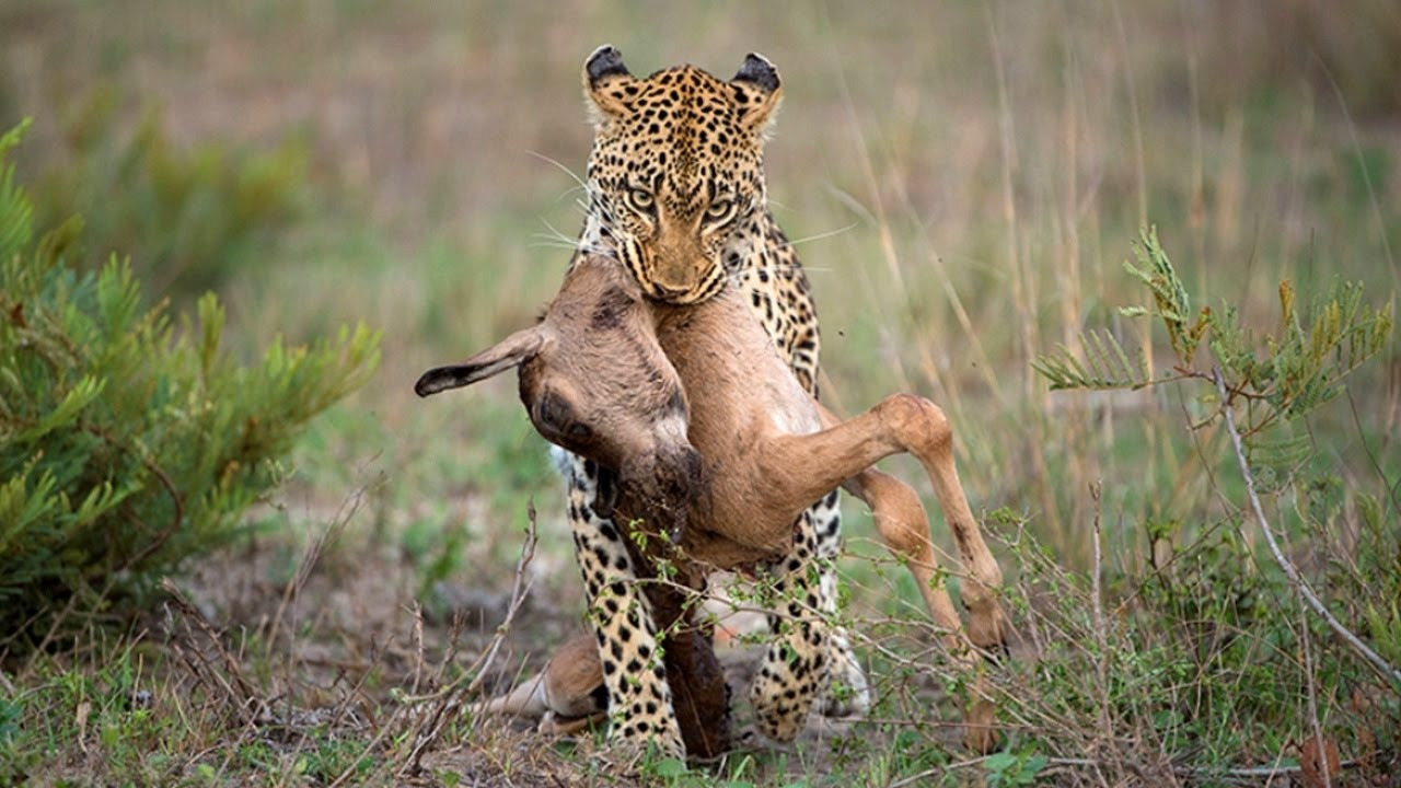 Какие животные поедают. Переднеазиатский леопард охотится. Южноафриканский леопард с добычей. Леопард охотится на антилопу. Южноафриканский гепард.