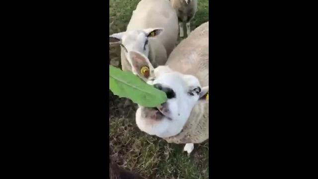 Sheep Can’t Reach Food #shorts