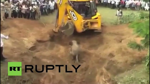 В Индии спасли упавшего в колодец слоненка