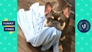 TRY NOT TO LAUGH – Funny Animals & Cute Pets Compilation. Funny Vines August