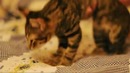 Спящий кот