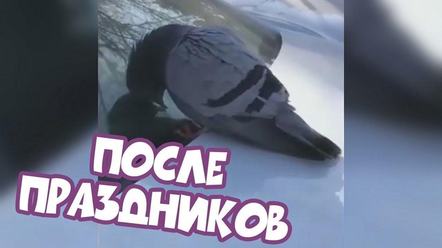 (BugagaTV) Приколы и Фейлы 2018 Январь / Wins & Fails January 2018 (Part 1)