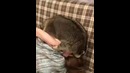 Еноты спокойные, еноты лучшие! говорили мне