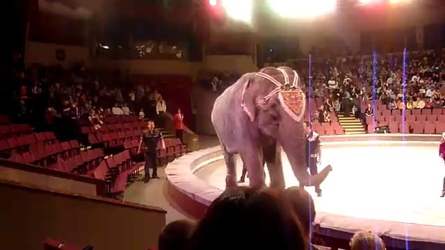 Нервный слон в цирке Cаратова