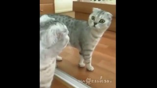 Драма-кот заметил себя в зеркале