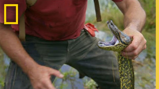 Encountering an Anaconda | Primal Survivor: Escape the Amazon | National Geographic