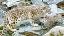 Snow Leopards Eye Up Village Livestock | Mountains: Life Above The Clouds | BBC Earth