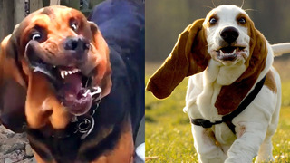 Who Wins: Bloodhound VS Basset Hound