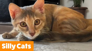 Cute Cat Bloopers & Reactions | Funny Pet Videos