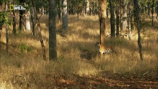 Nat Geo Wild: Тигр в бегах