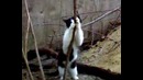 Стриптиз по кошачьи