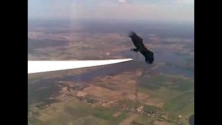 Орел и крыло самолета