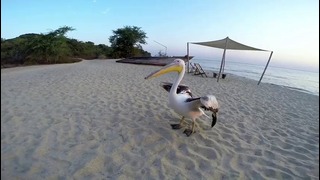 Пеликан учится ловить рыбу