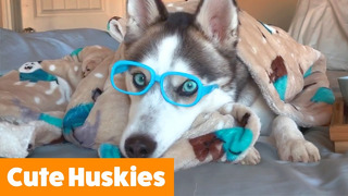 Cutest Silly Huskies | Funny Pet Videos