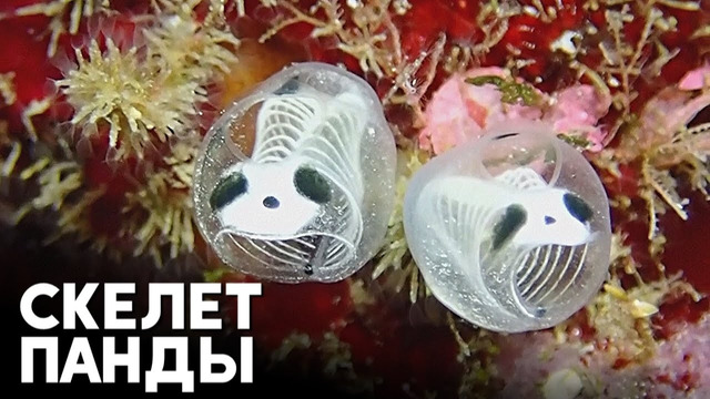 Новый вид необычного морского существа открыли в Японии