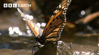 A Breathtaking Swarm of 100 Million Butterflies | Earth’s Great Seasons | BBC Earth