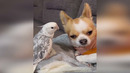 Funny animals – Funny cats / dogs – Funny animal videos 260