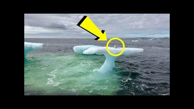 Рыбаки заметили странное существо, сидевшие на льдине. Подплыв поближе, они увидели