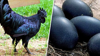 Самые Уникальные Яйца в Животном Мире