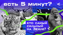 Кто самый сильный на Земле? | ЕСТЬ 5 МИНУТ